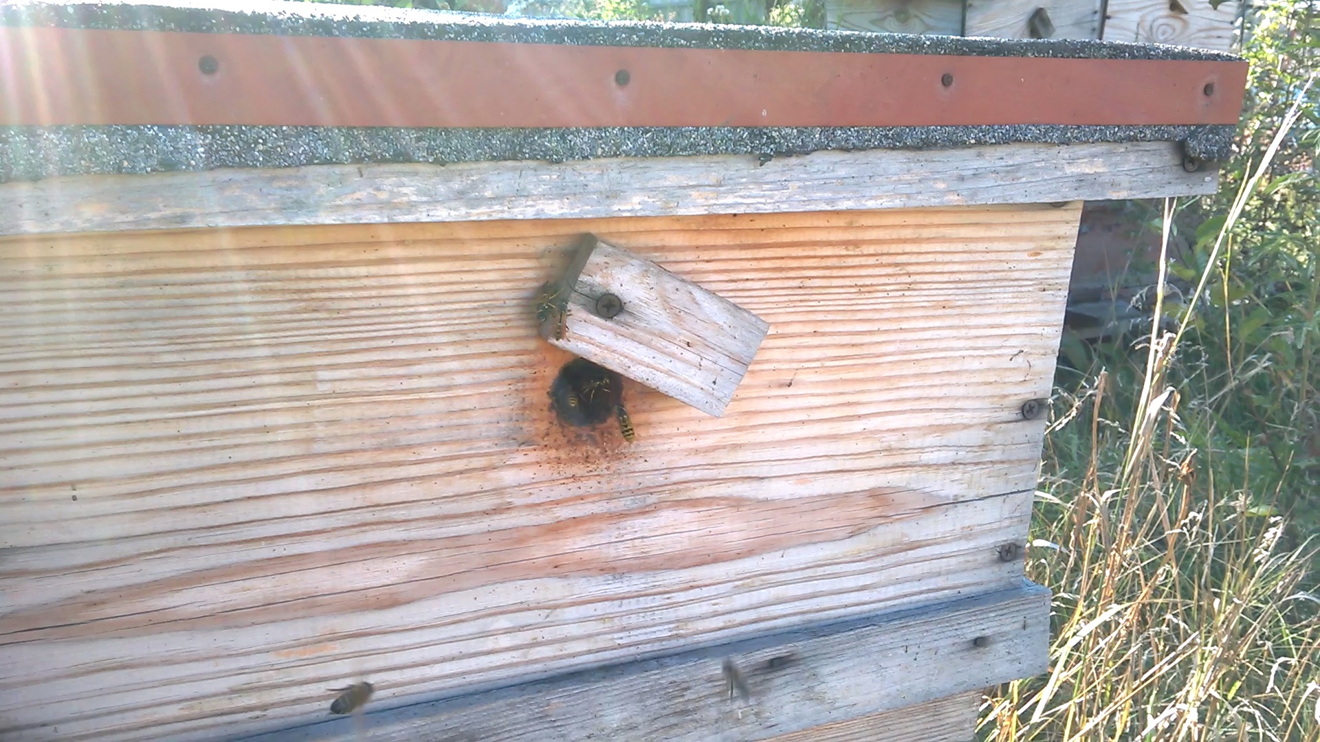    . Wasp and bee apiary