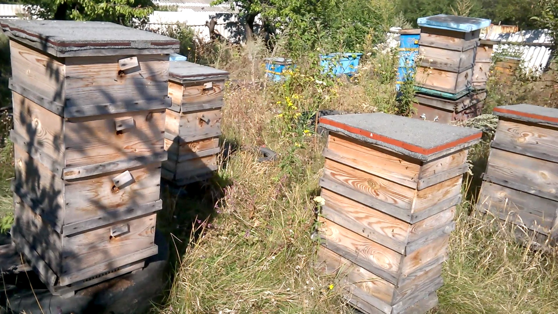    . Wasp and bee apiary