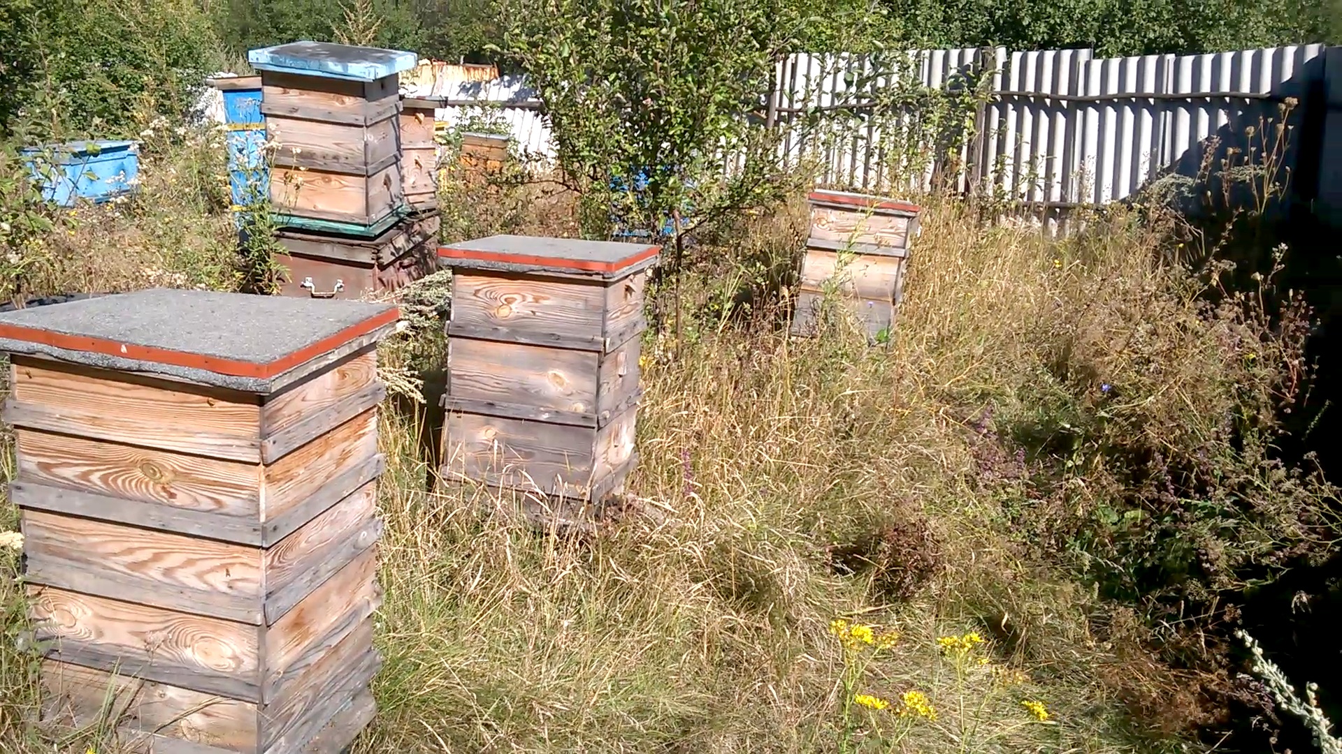    . Wasp and bee apiary