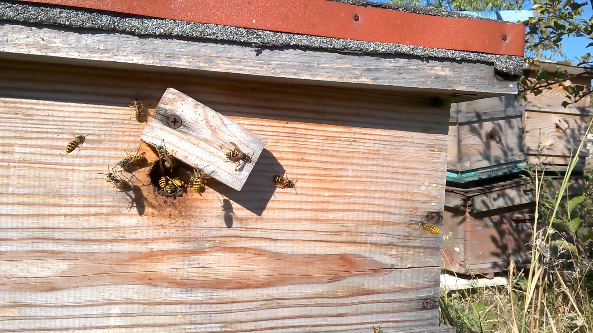    . Wasp and bee apiary