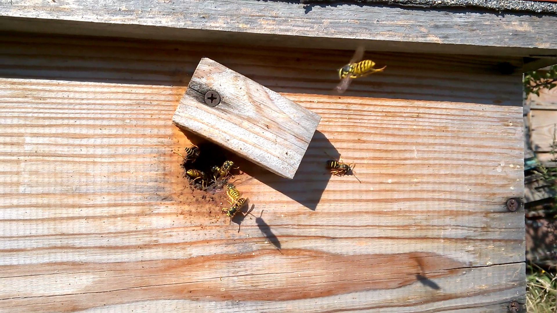    . Wasp and bee apiary