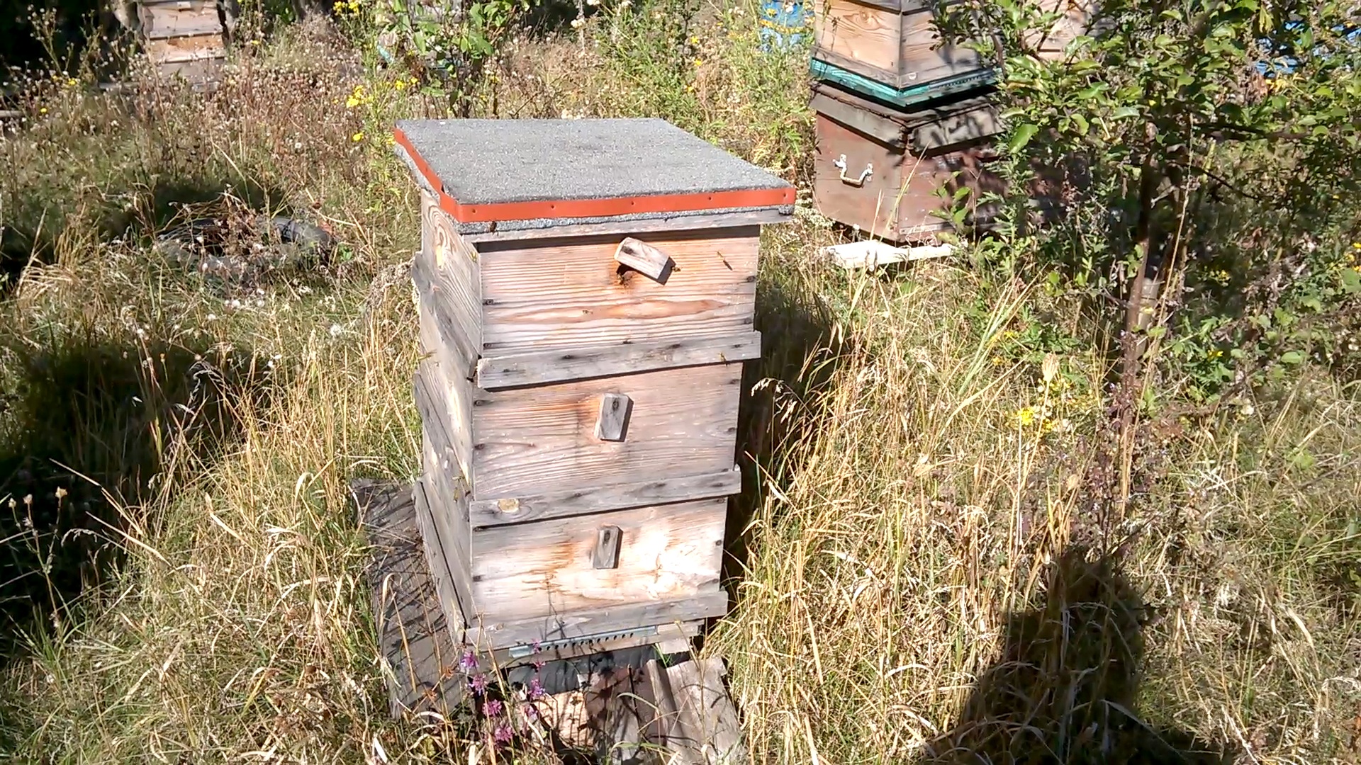    . Wasp and bee apiary