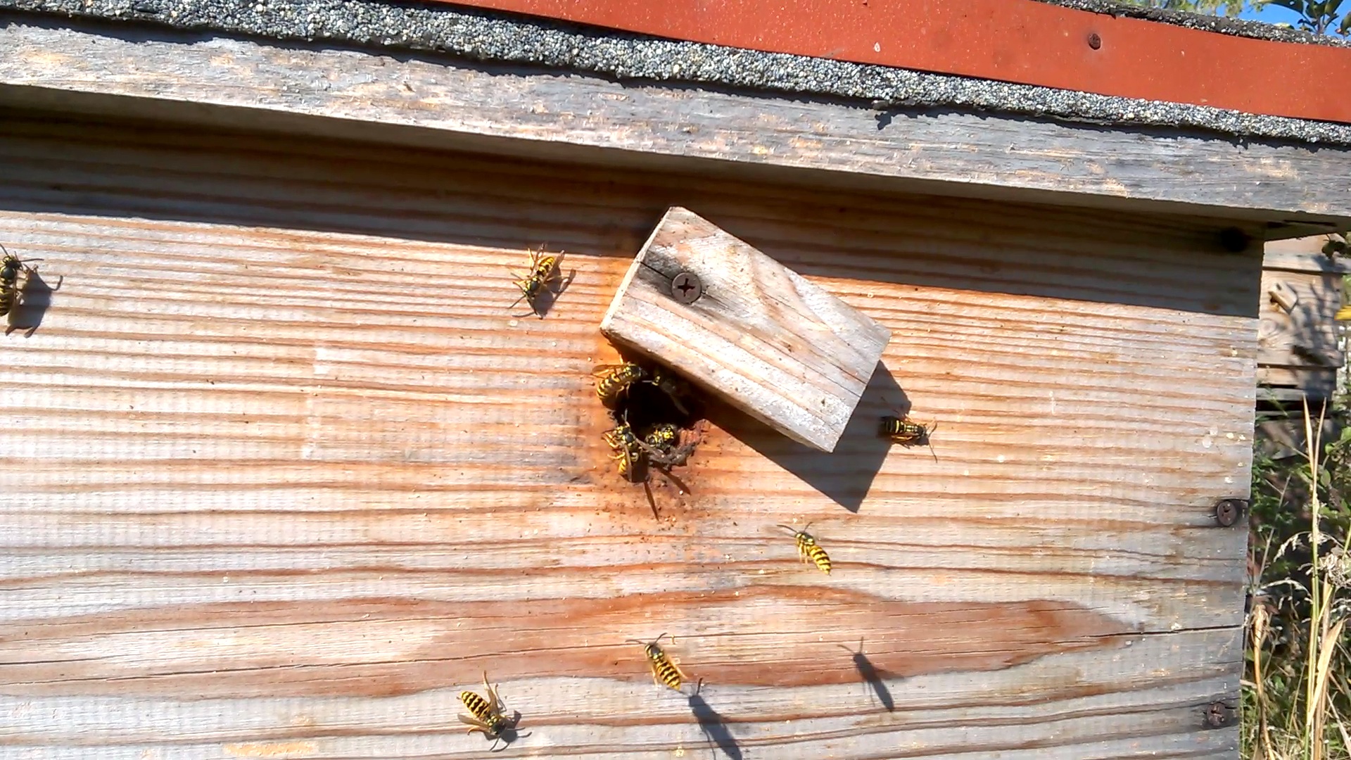    . Wasp and bee apiary