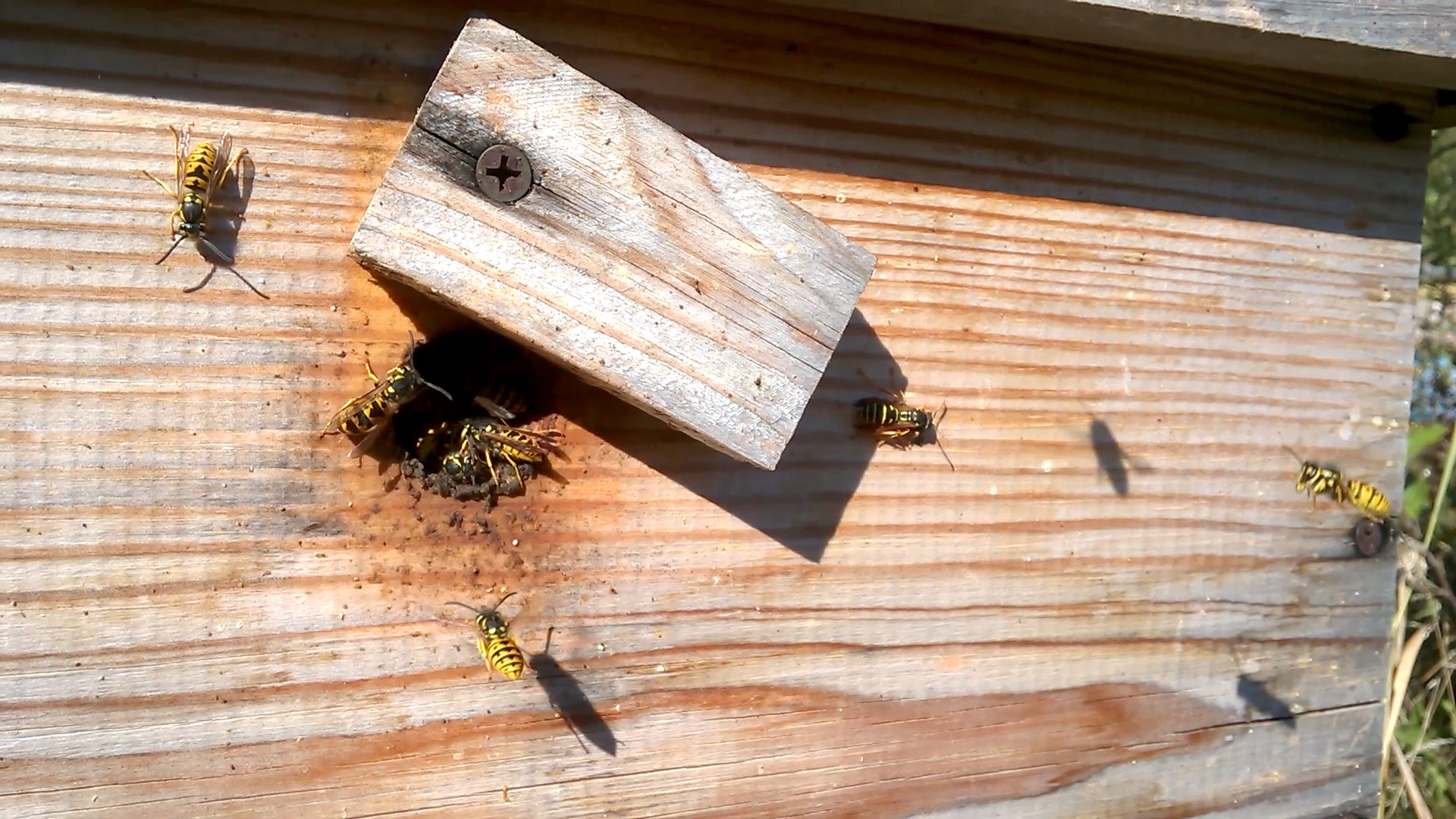    . Wasp and bee apiary