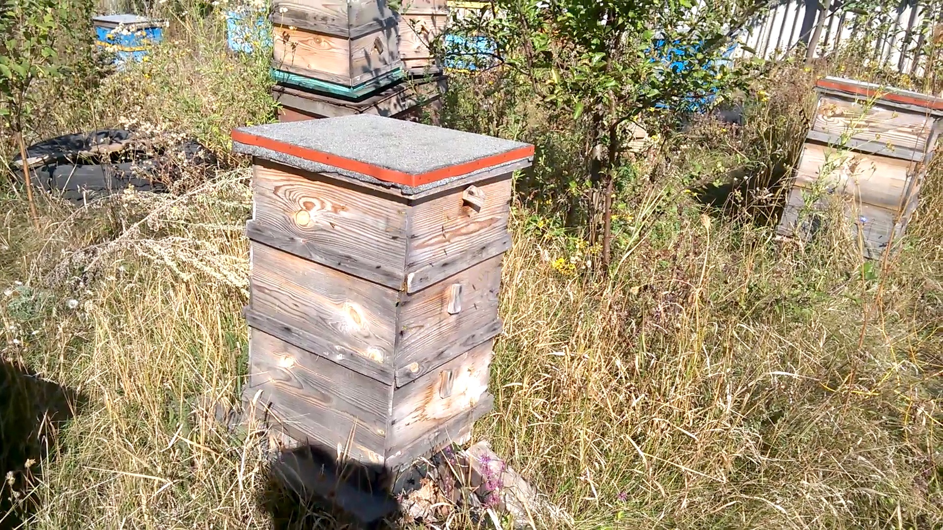    . Wasp and bee apiary