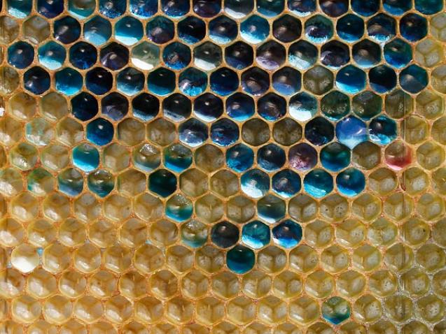 Пчелы делают цветной мед. Bees make blue and green honey