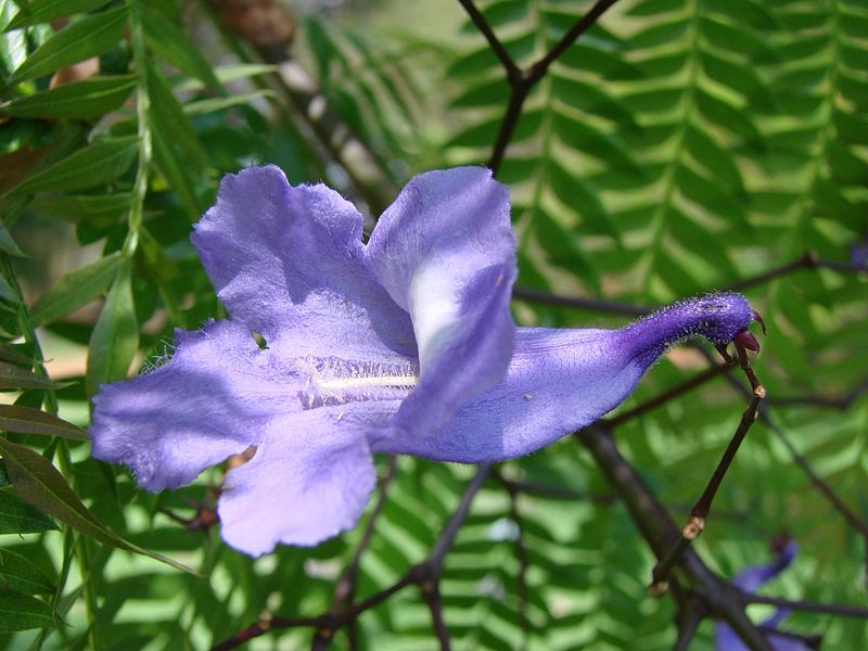 Jacaranda cuspidifolia (flower). Jacaranda cuspidifolia ()