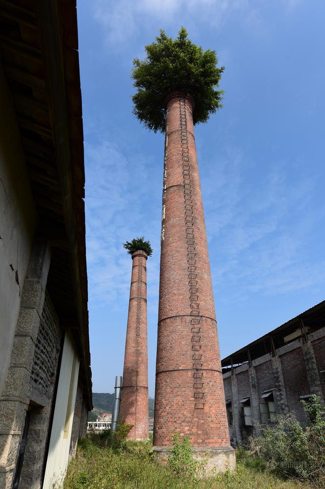       . Large trees are growing on factory chimneys