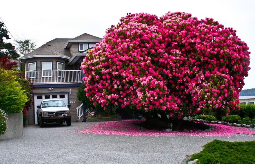 125-year-old rhododendron, Canada. 125- , 