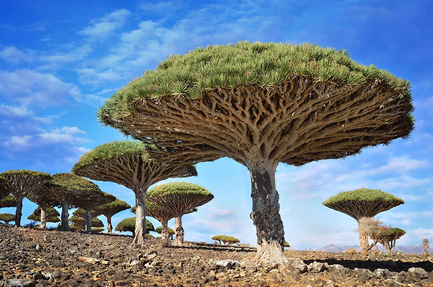 Dragon blood trees, Yemen.  -, 