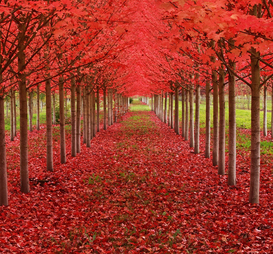 Tunnel formed from maple trees, Oregon, USA.  ,  , 