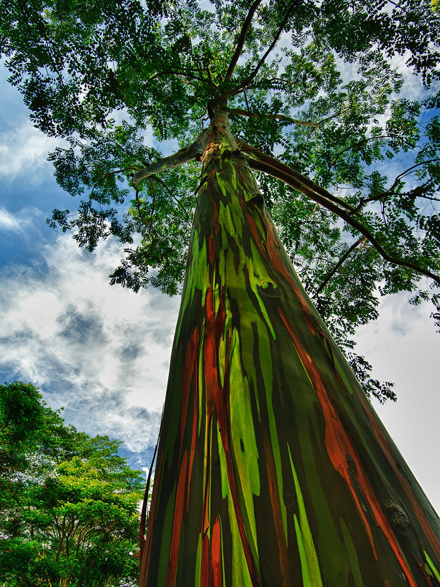 Rainbow eucalyptus, Hawaii.  , 