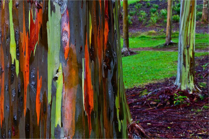 Rainbow eucalyptus, Hawaii.  , 