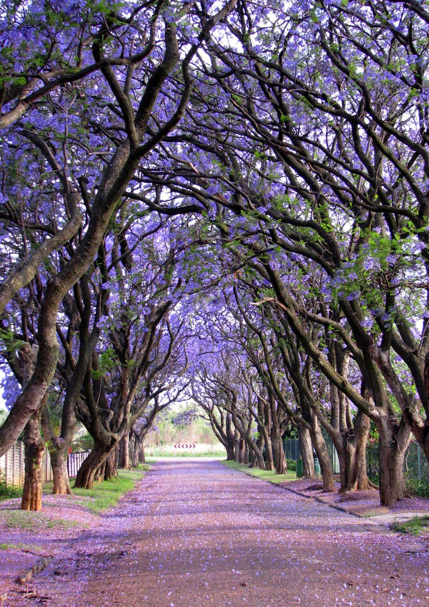 Jacaranda trees, South Africa. ,  
