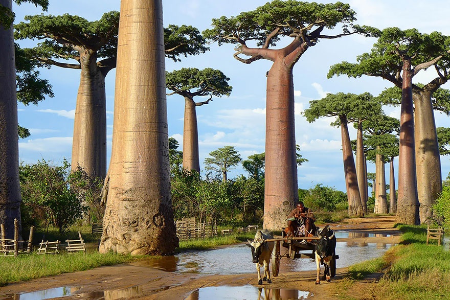 Baobab trees, Madagascar. , 