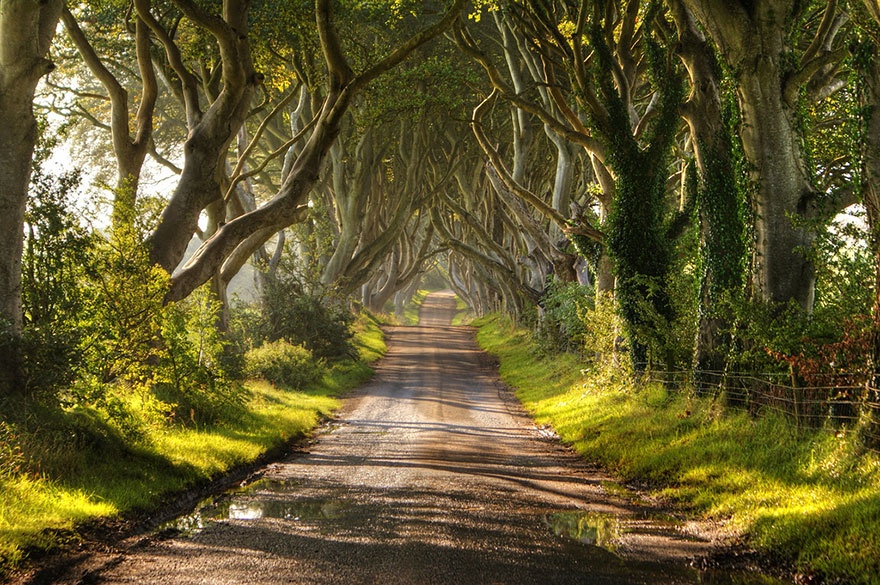 Alley of beech trees, Northern Ireland.  ,  