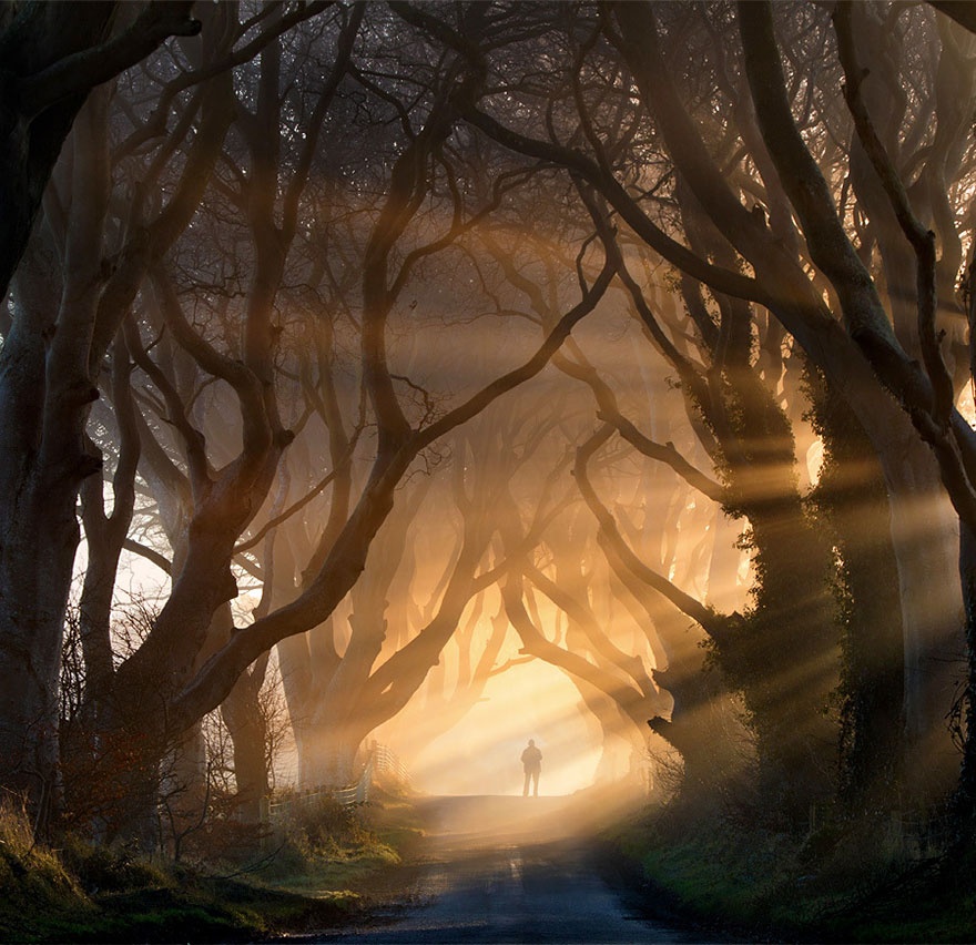 Alley of beech trees, Northern Ireland.  ,  