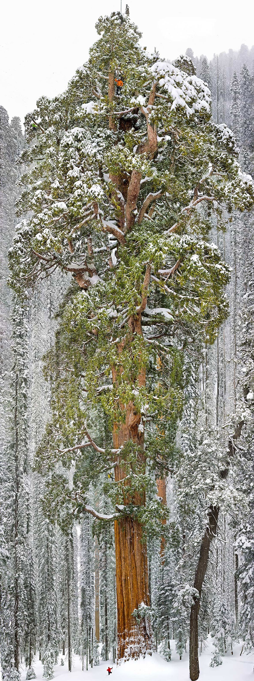 Third largest tree in the world (Giant sequoia), California.       ( ,   ), 