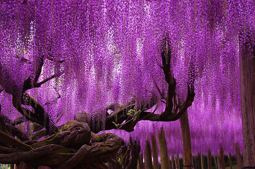 144-year-old wisteria, Japan. 144- , 