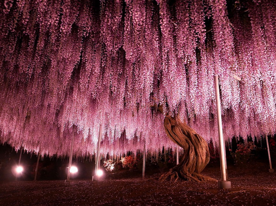 144-year-old wisteria, Japan. 144- , 
