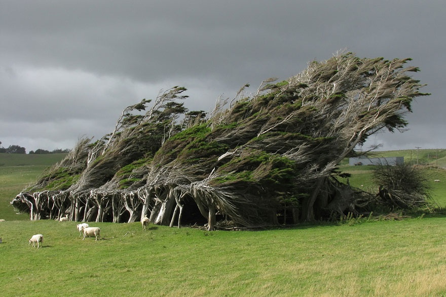 Trees twisted by strong winds, New Zealand. ,   ,  