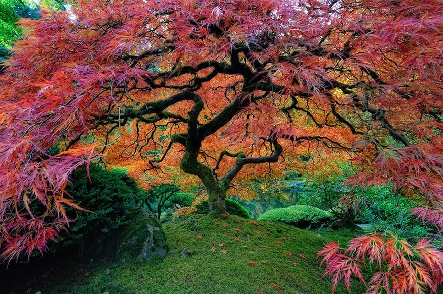Japanese maple tree, Oregon, USA.  , , 