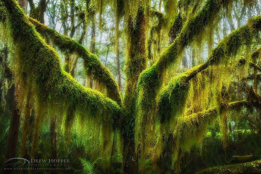 Moss-covered southern beech tree, Oregon, USA. ,   ,  , , 