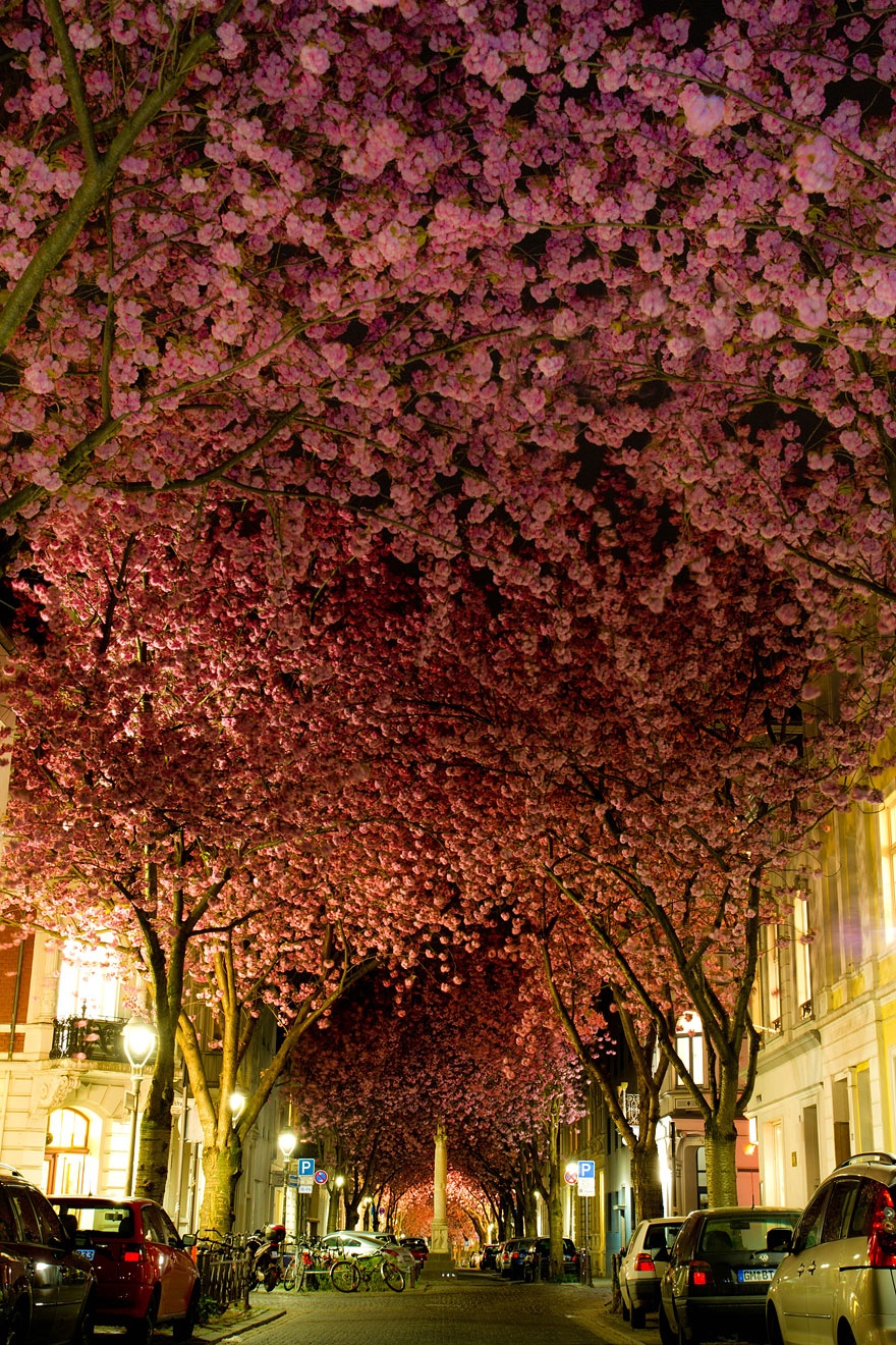 Cherry trees in bloom, Germany.   , 