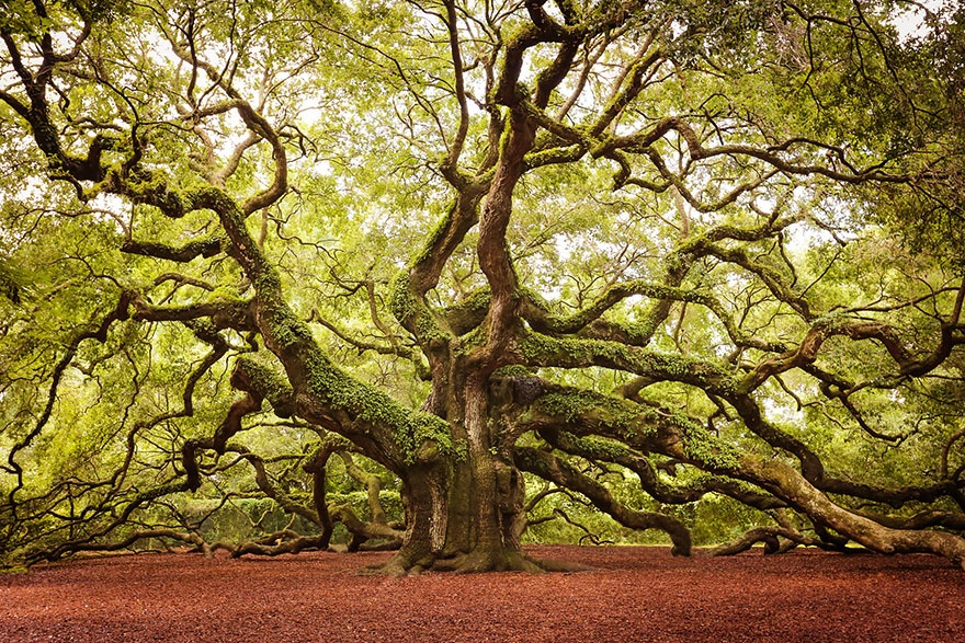 Angel Oak Tree, South Carolina. '' '' (  Quercus virginiana),  