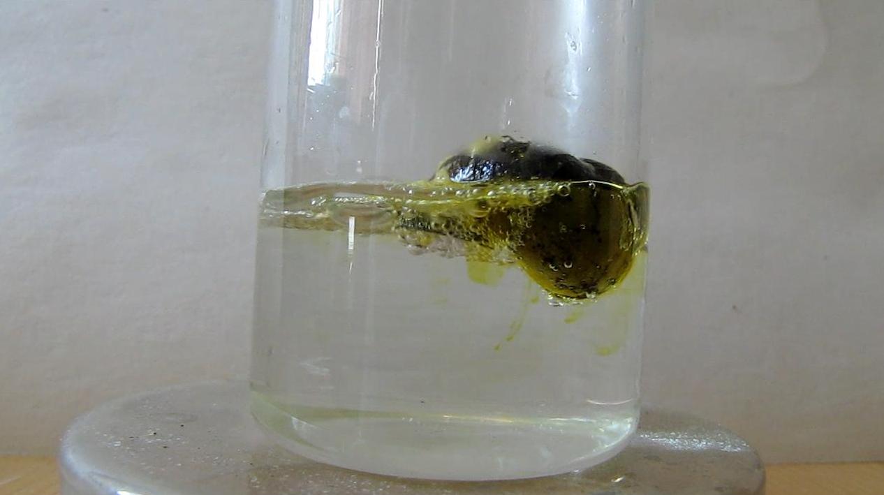 Растворение раковин моллюсков в соляной кислоте