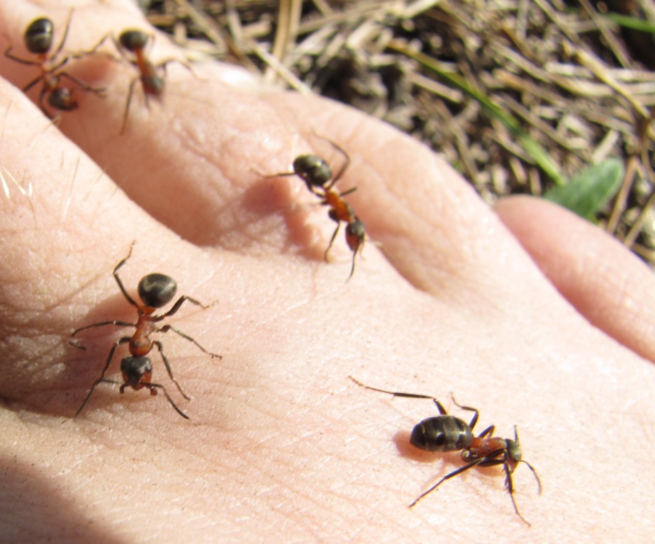 Муравьиная кислота и муравьи