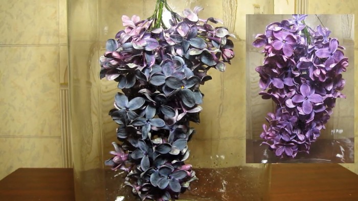 lilac_flowers_ammonia_hydrochloric_acid-11.jpg