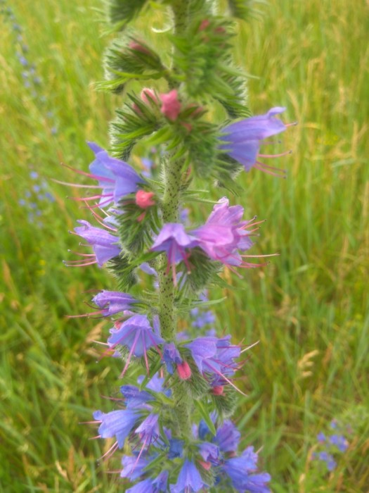 Echium_vulgare-11.jpg