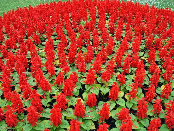 Salvia_splendens-2.jpg