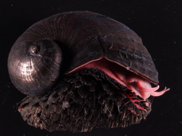 Chrysomallon_squamiferum_2.png