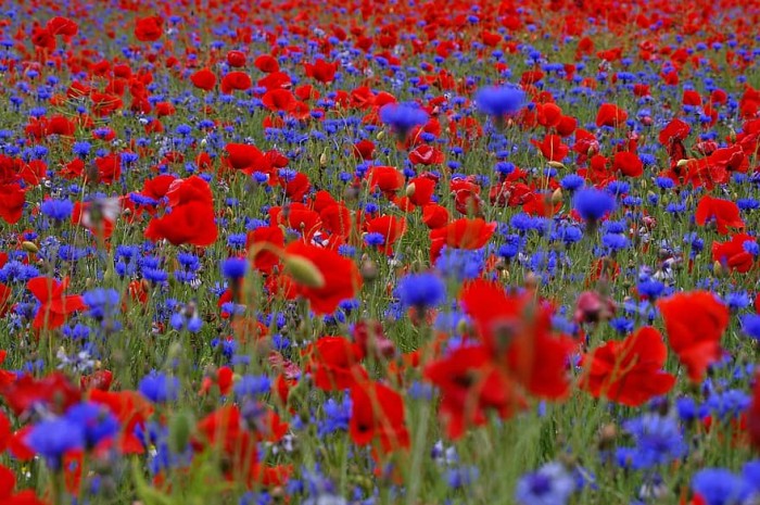 field-of-poppies-cornflowers-summer-flowers-blue-red-blutenmeer-wild-flowers-field.jpg