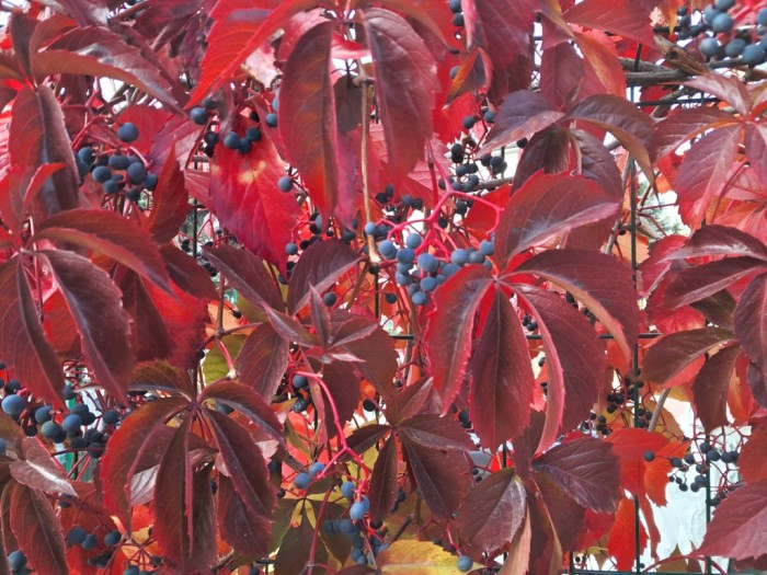 Parthenocissus_quinquefolia_red_leaves-ammonia-12.jpg