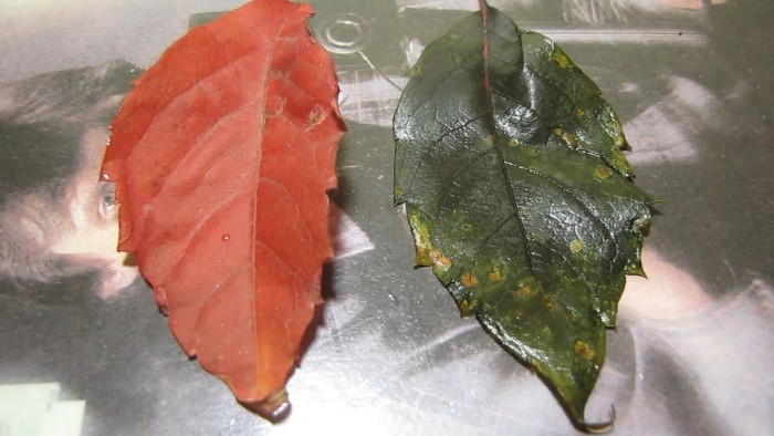Red_leaves-Parthenocissus_quinquefolia-acetic_acid-ammonia-19.jpg