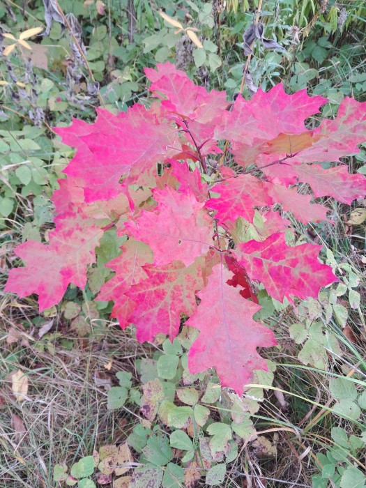 Red_leaf-Quercus_rubra-Northern_red_oak-ammonia-3.jpg