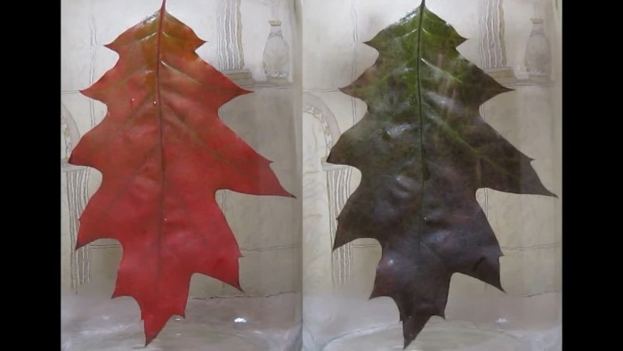Red_leaf-Quercus_rubra-Northern_red_oak-ammonia-14.jpg