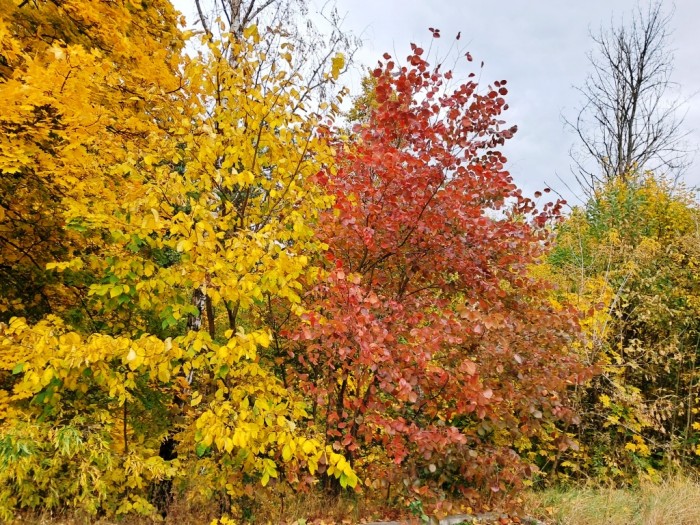 treatment_leaves_ulmus_laevis_ammonia-3.jpg