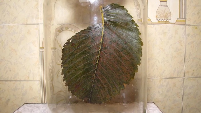 treatment_leaves_ulmus_laevis_ammonia-20.jpg