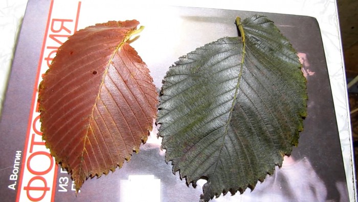 treatment_leaves_ulmus_laevis_ammonia-24.jpg