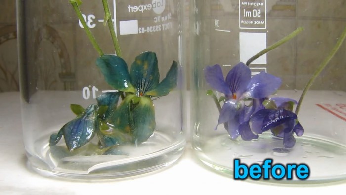 Violet_viola_flowers_ammonia_acetic_acid-11.jpg