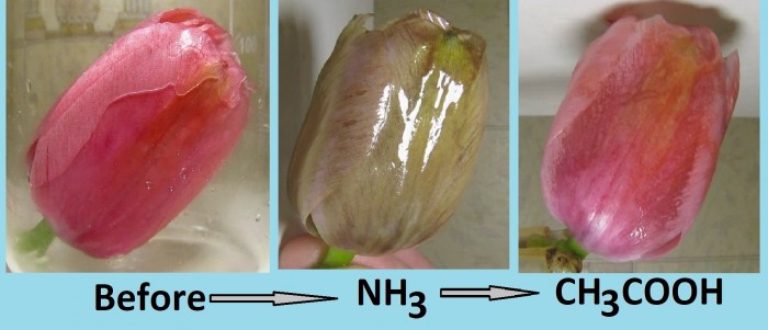 Pink_ tulip_ammonia_acetic_acid-1v.jpg