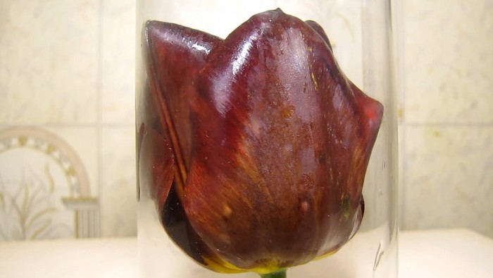 Red_tulip_ammonia_acetic_acid-34.jpg