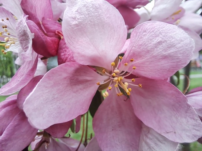 Pink_flowers_apple_tree_ammonia-19.jpg