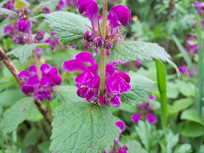 Lamium purpureum flowers and glacial acetic acid-3.jpg