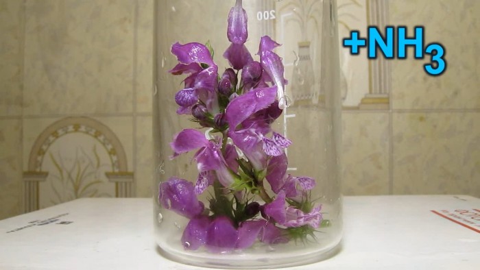 Lamium_purpureum_flowers_ammonium-1.jpg