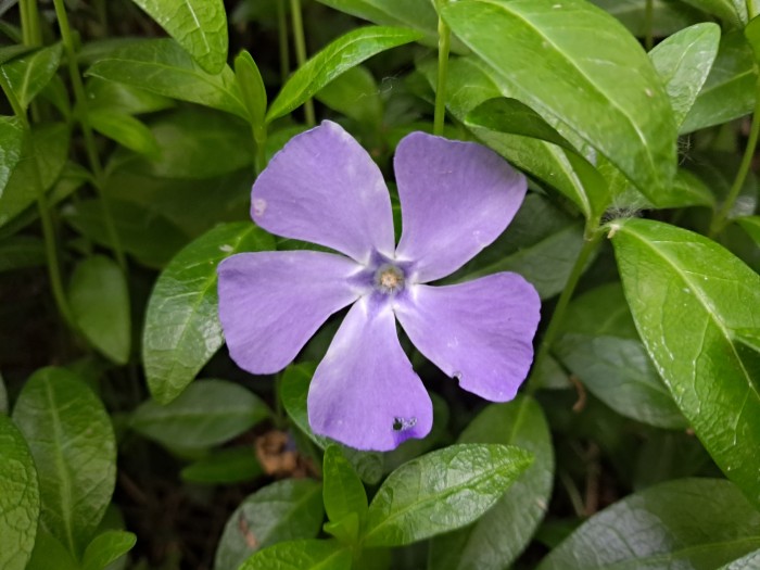 Flowers_Vinca_minor_ammonia_acetic_acid-1.jpg